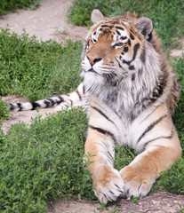 Tiger resting on the green grass