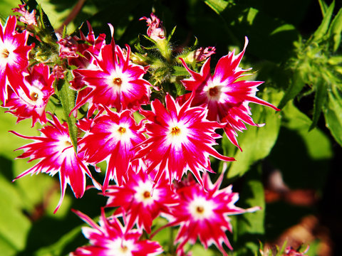 Phlox Drummondii 'Twinkle Star' 