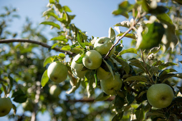 apples on the tree