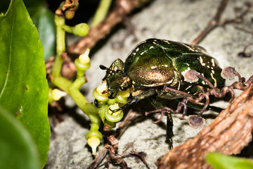 This is a photo of one kind of cockchafer, was taken in XiaMen botanical garden, China.