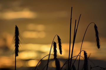 ears of corn and sunset © ezp