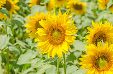 Flying bee to an yellow sunflower, field countryside, close up