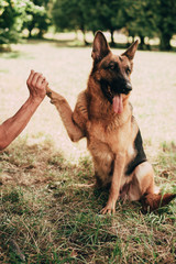 German shepherd dog giving a paw