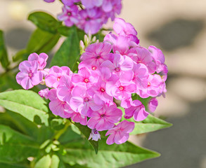 Naklejka na ściany i meble Arabis or rockcress pink flowers, green bush, close up