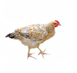 Colored chicken standing, poultry isolated on white background