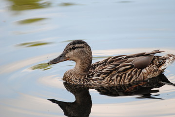 Weibliche Stockente auf dem stillen See