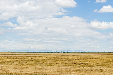 Fototapeta premium Countryside field, meadow, blue clouds sky, plowed field