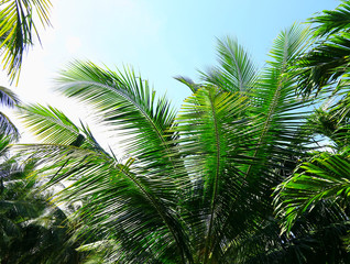 Fototapeta na wymiar Palm tree branch against the light