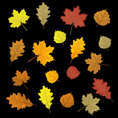Fototapeta na wymiar Set of colorful autumn leaves. Design elements Vector illustration. Leafs in random. Black background.