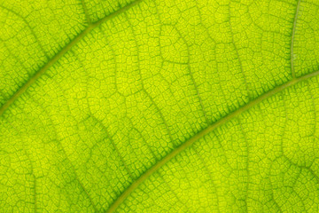 Texture on green leaf background