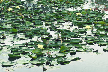 yellow water lily and lotus in lake