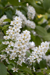 bird-cherry tree with light