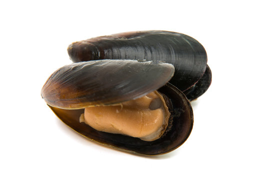 mussels isolated