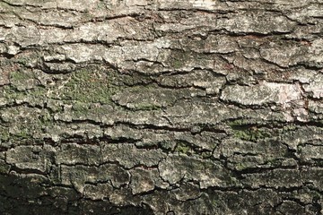 Tree bark texture