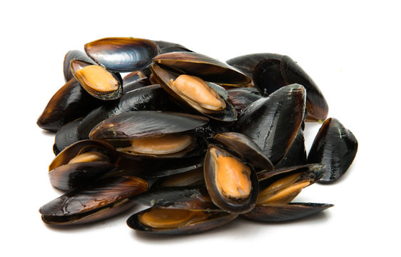 mussels isolated