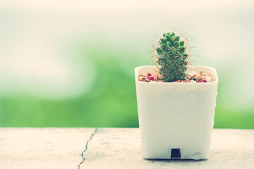 Cactus on rainy day