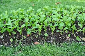 Vegetable garden. organic farming