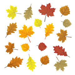 Set of colorful autumn leaves. Design elements Vector illustration. Leafs in random. White background.