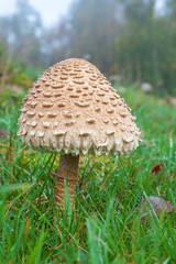 Parasol mushroom in the pasture