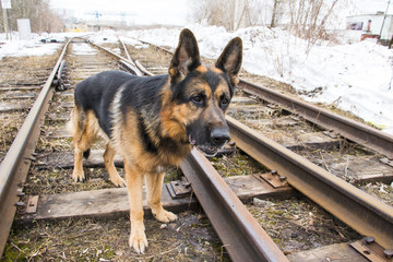 German shepherd dog is guarding an important object