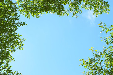 green forest background in a sunny day