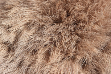 rabbit fur as background