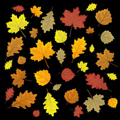 Naklejka na ściany i meble Set of colorful autumn leaves. Design elements Vector illustration. Leafs in random. Black background.