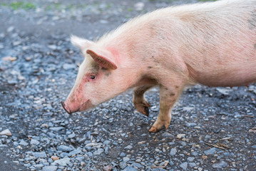 Lovely young pig freezes in uncertainty snuffing. Close-up
