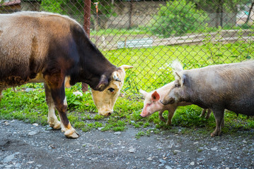 Life on a farm. Bull and pig with a cheerful piglet meet each other. Bull shows aggression towards the sow. Mother pig will grunt shortly and aggressively. After that they all will go away in peace