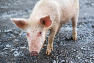 Cute young pig demonstrates curiosity, caution and fear. The animal approached the photographer and started mistrustfully gazing at him trying to understand what kind of intentions he had towards it