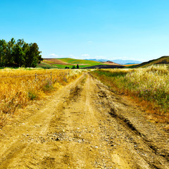 Naklejka premium Dirt Road between Fields