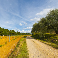 Dirt Road in Italy
