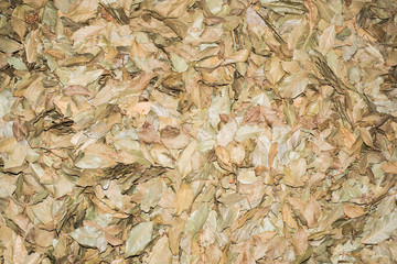 Dry bay leaves (laurel, Laurus nobilis) filled all the frame. Bay leaf crop kept in a farmers' barn...