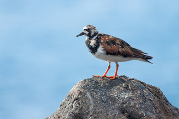Teneriffa - Kanarische Inseln - Spanien