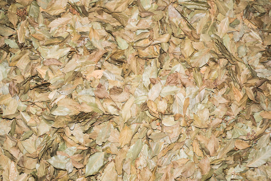 Dry bay leaves (laurel, Laurus nobilis) filled all the frame. Bay leaf crop kept in a farmers' barn in Samegrelo, Georgia