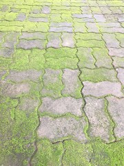 Scurf plant with brick floor