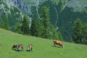 Fototapeta premium Kuh mit Kälber