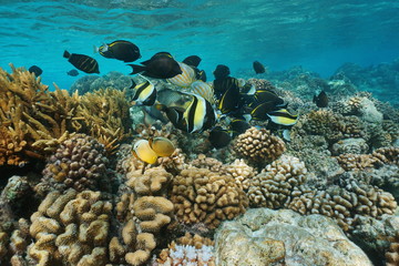 Shallow coral reef with shoal of tropical fish underwater sea, Rangiroa lagoon, Pacific ocean, French Polynesia