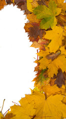 background of autumn leaves