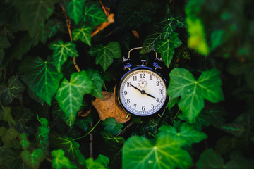 Old alarm clock between green leaves in the nature and summer sun light