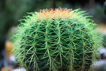 green cactus from Vietnam