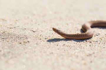 Adder (Vipera Berus) basking on sun