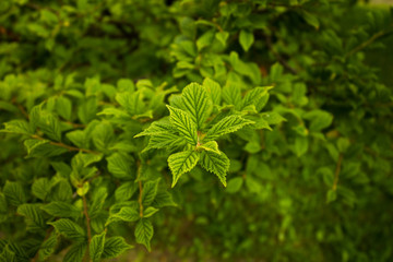 密集する葉っぱ
