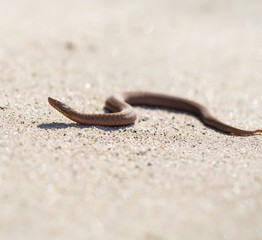 Fototapeta premium Adder (Vipera Berus) basking on sun