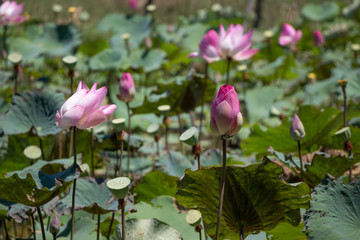 Pink lotus in the water lilies