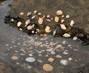 Fototapeta premium Group of shells on the sea shore