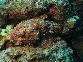 Naklejka na ściany i meble Scorpionsfish in Caribbean sea, Bonaire.