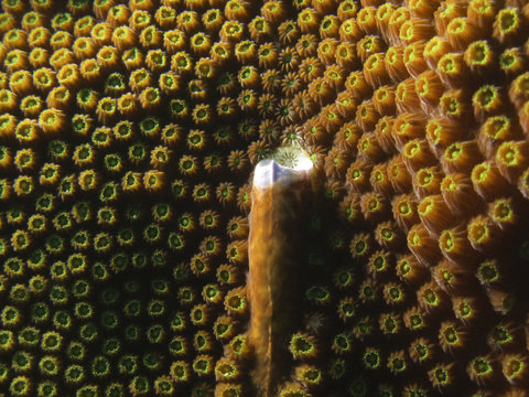 Hard coral polyps in Caribbean sea, Bonaire.