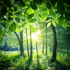 Forest trees leaf. nature green wood sunlight backgrounds.