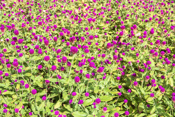 Purple amaranth flower in the garden